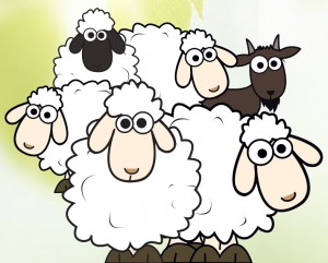 Chaque année, direction la réserve naturelle régionale des Riez de Noeux-les-Auxi, pour chèvres et moutons.