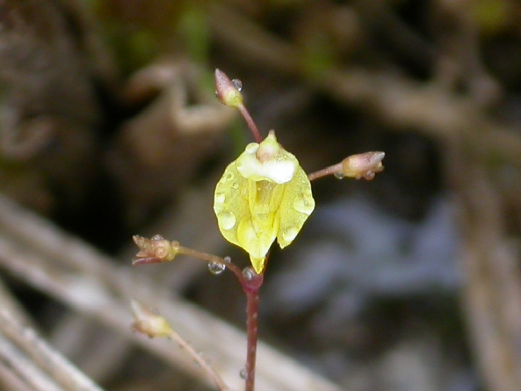 Petite Utriculaire (Utricularia minor), une plante carnivore aquatique qui vit dans nos zones humides (Photo : B. Gallet)