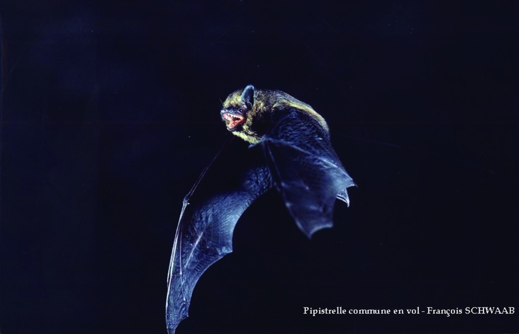 Pipistrelle commune en vol (Photo : François Schwaab)