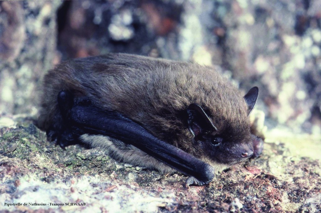 Pipistrelle de Nathusius (Photo : François SCHWAAB)